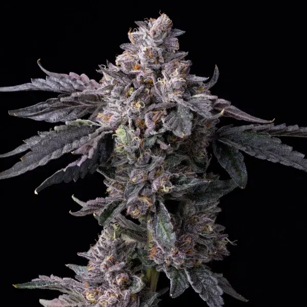 Permanent Marker x Triple Scoop feminizada de Cookies Seed Bank