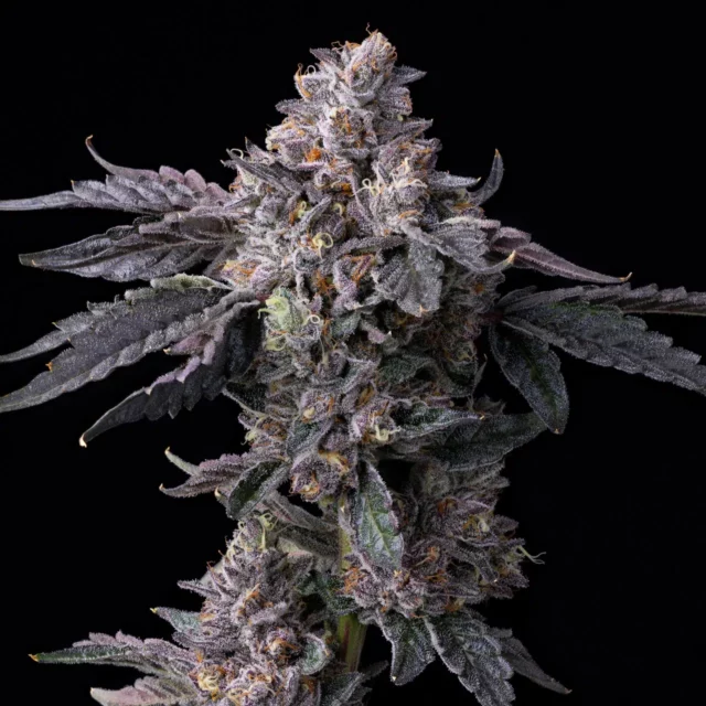 Permanent Marker x Triple Scoop feminizada de Cookies Seed Bank