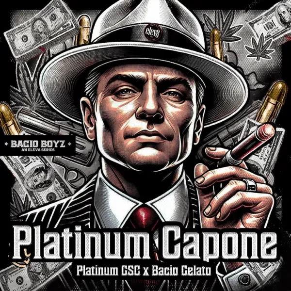 Platinum Capone feminizada de Elev8 Seeds