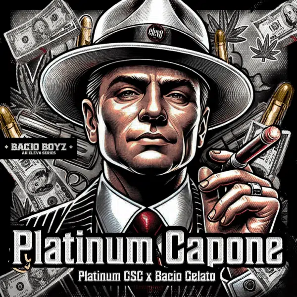 Platinum Capone feminizada de Elev8 Seeds