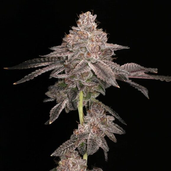 Prism Marker feminizada de Elev8 Seeds