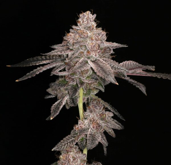 Prism Marker feminizada de Elev8 Seeds
