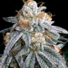 Purple Punch S1 feminizada de Elev8 Seeds