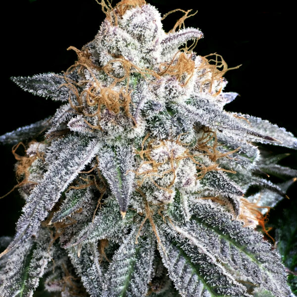 Purple Punch S1 feminizada de Elev8 Seeds