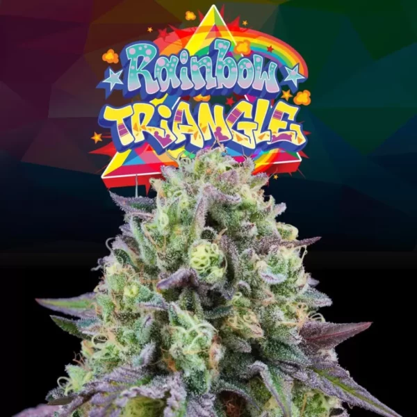 Rainbow Triangle feminizada de Perfect Tree
