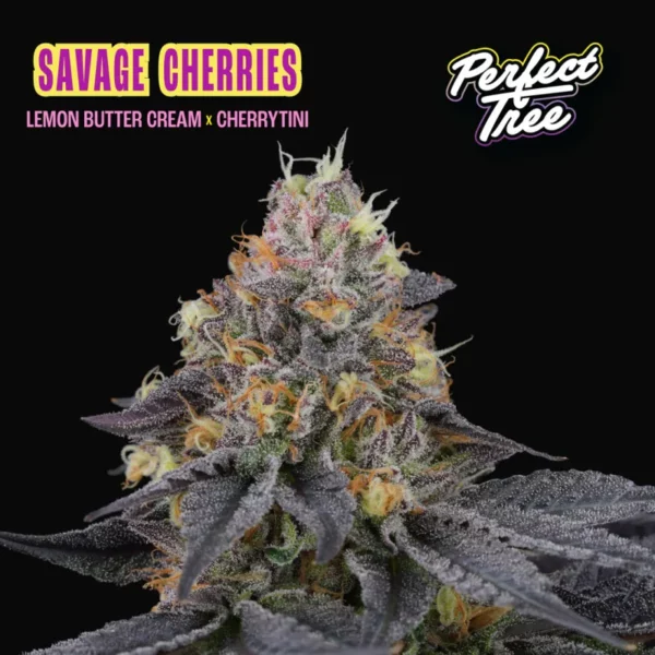 Savage Cherries feminizada de Perfect Tree