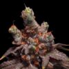 Scat Queen feminizada de Elev8 Seeds