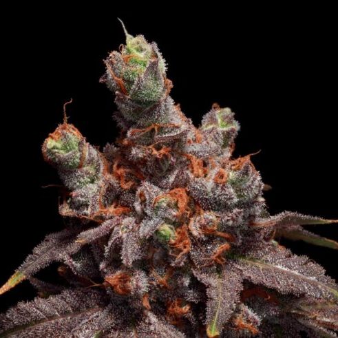 Scat Queen feminizada de Elev8 Seeds