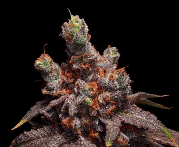 Scat Queen feminizada de Elev8 Seeds