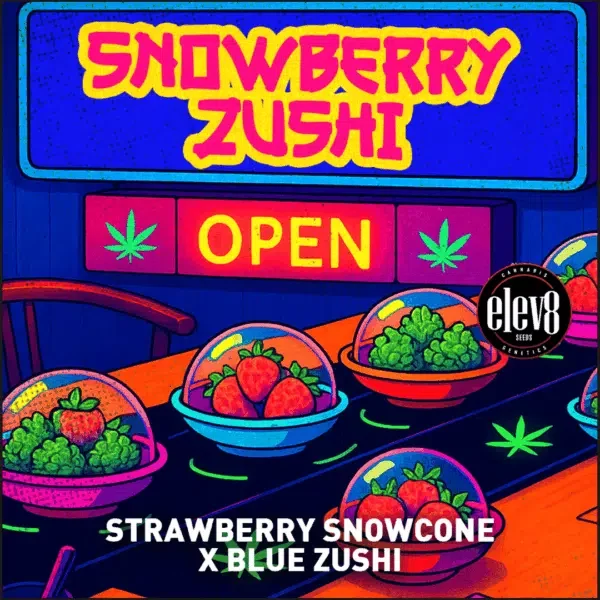 Snowberry Zushi feminizada de Elev8 Seeds