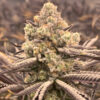 Sour Grape Punch feminizada de Elev8 Seeds
