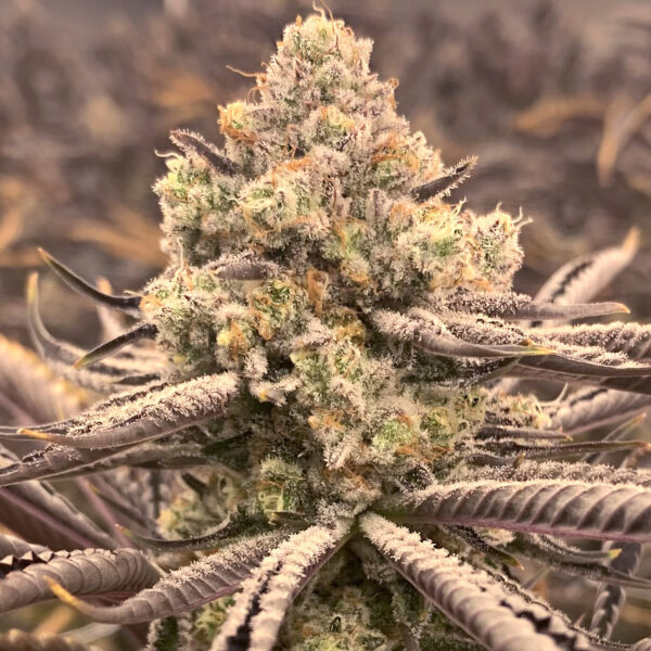 Sour Grape Punch feminizada de Elev8 Seeds