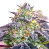 Spicy Guava feminizada de Elev8 Seeds