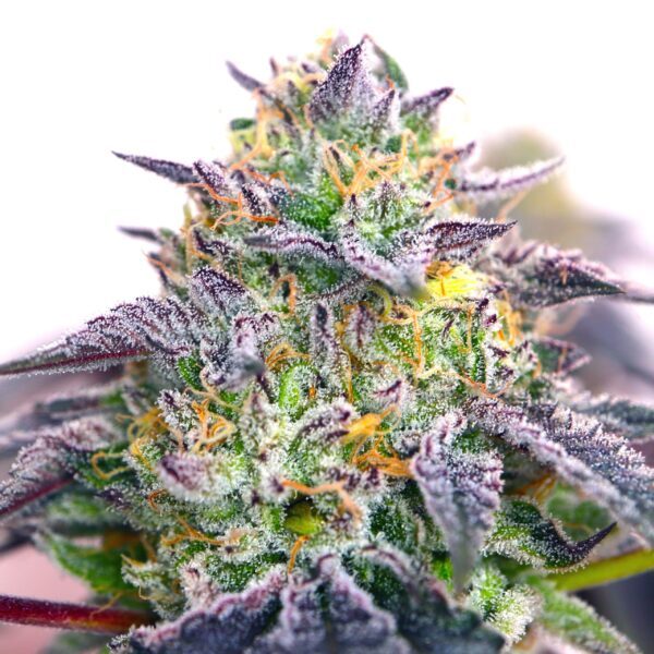 Spicy Guava feminizada de Elev8 Seeds