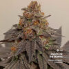 Strawberry Gambino feminizada de Elev8 Seeds
