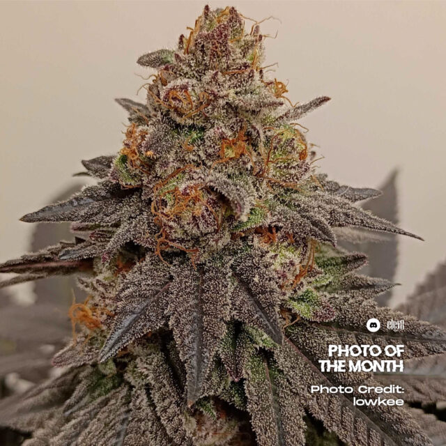 Strawberry Gambino feminizada de Elev8 Seeds