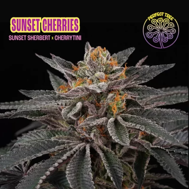 Sunset Cherries feminizada de Perfect Tree