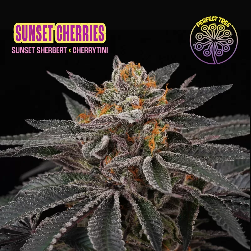 Sunset Cherries feminizada de Perfect Tree