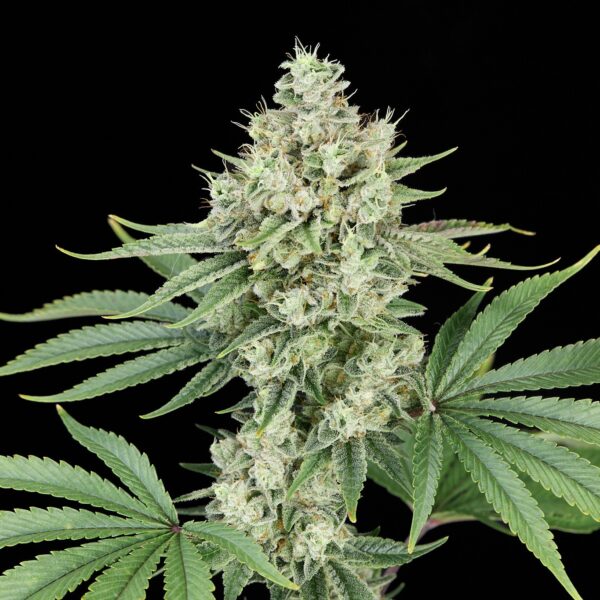 Sunset Sherbet x Zombie Kush feminizada de Alpha Seeds