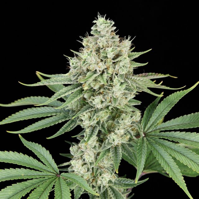 Sunset Sherbet x Zombie Kush feminizada de Alpha Seeds