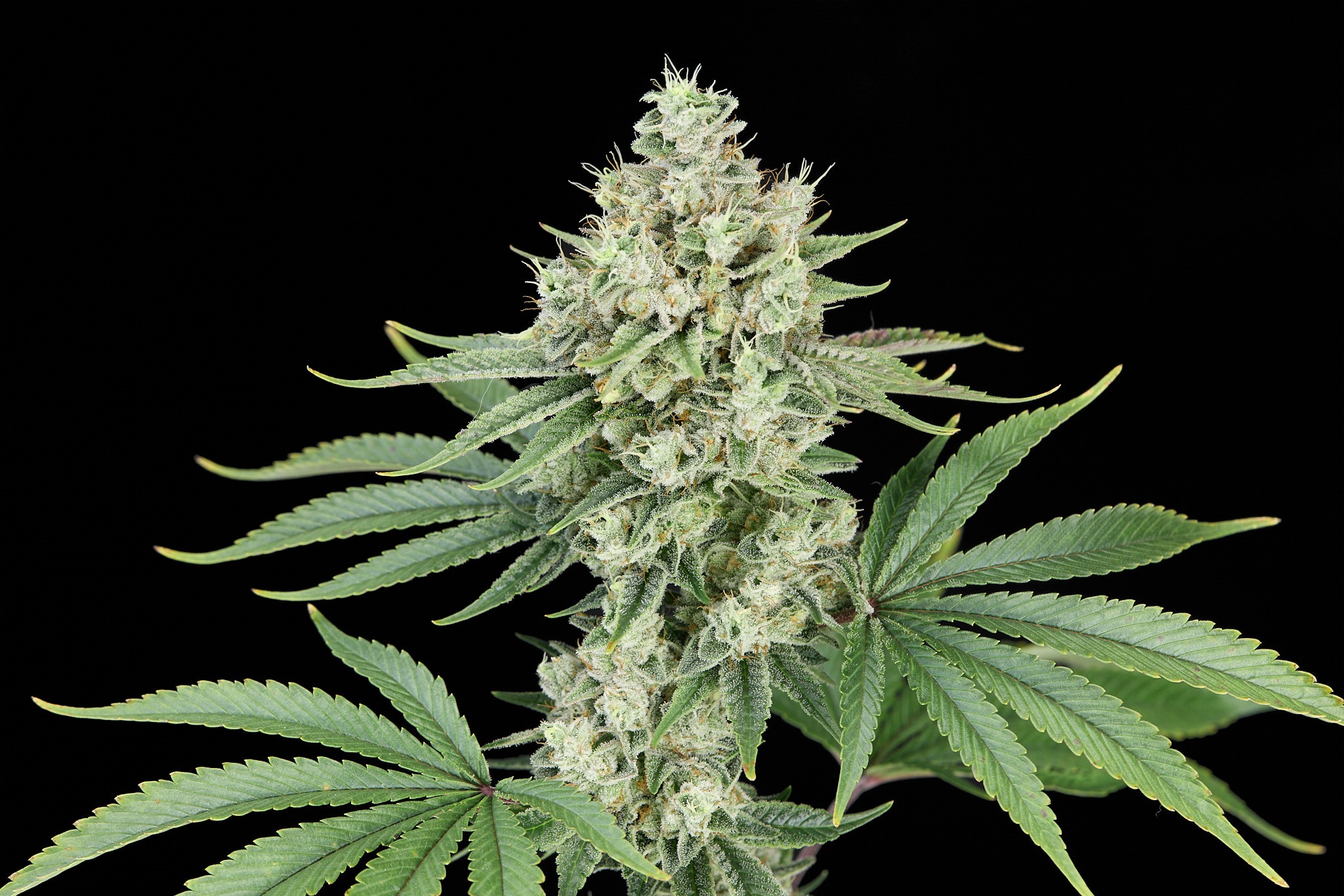 Sunset Sherbet x Zombie Kush feminizada de Alpha Seeds