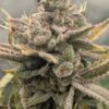 Sweet Peaks feminizada de Elev8 Seeds