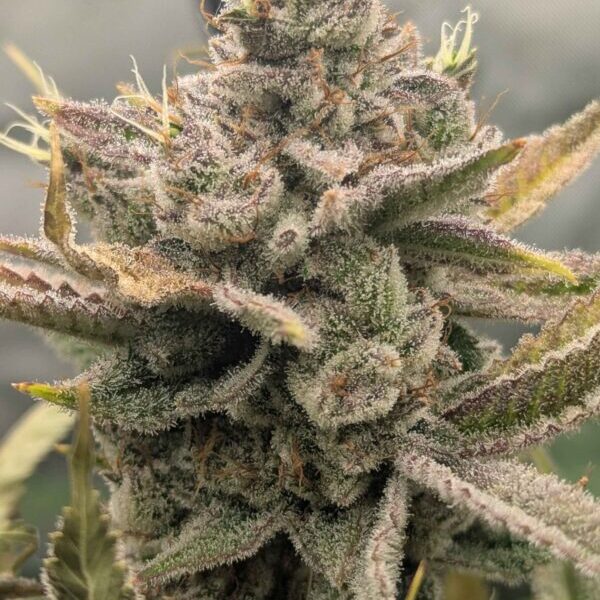 Sweet Peaks feminizada de Elev8 Seeds
