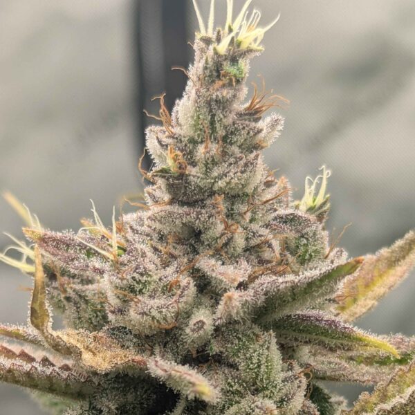 Sweet Peaks feminizada de Elev8 Seeds