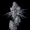 Triple Scoop x Berniehana Butter feminizada de Cookies Seed Bank