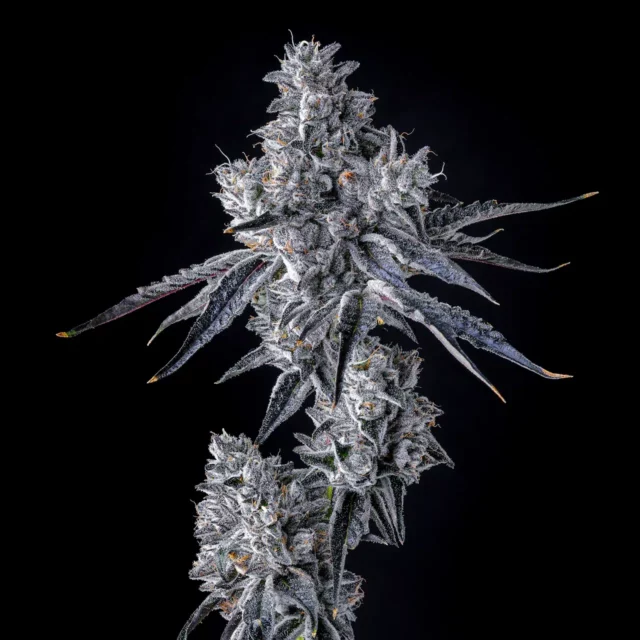 Triple Scoop x Berniehana Butter feminizada de Cookies Seed Bank