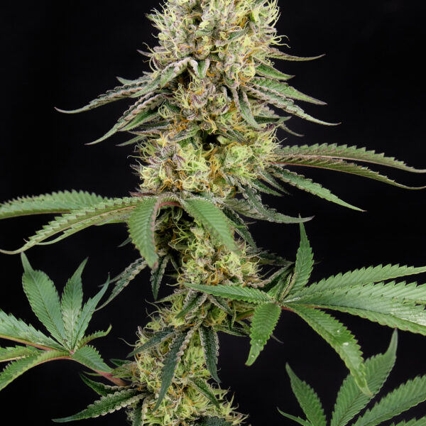 Tropicana Cherry feminizada de Alpha Seeds