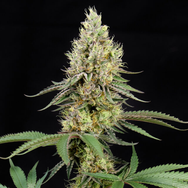 Tropicana Cherry feminizada de Alpha Seeds
