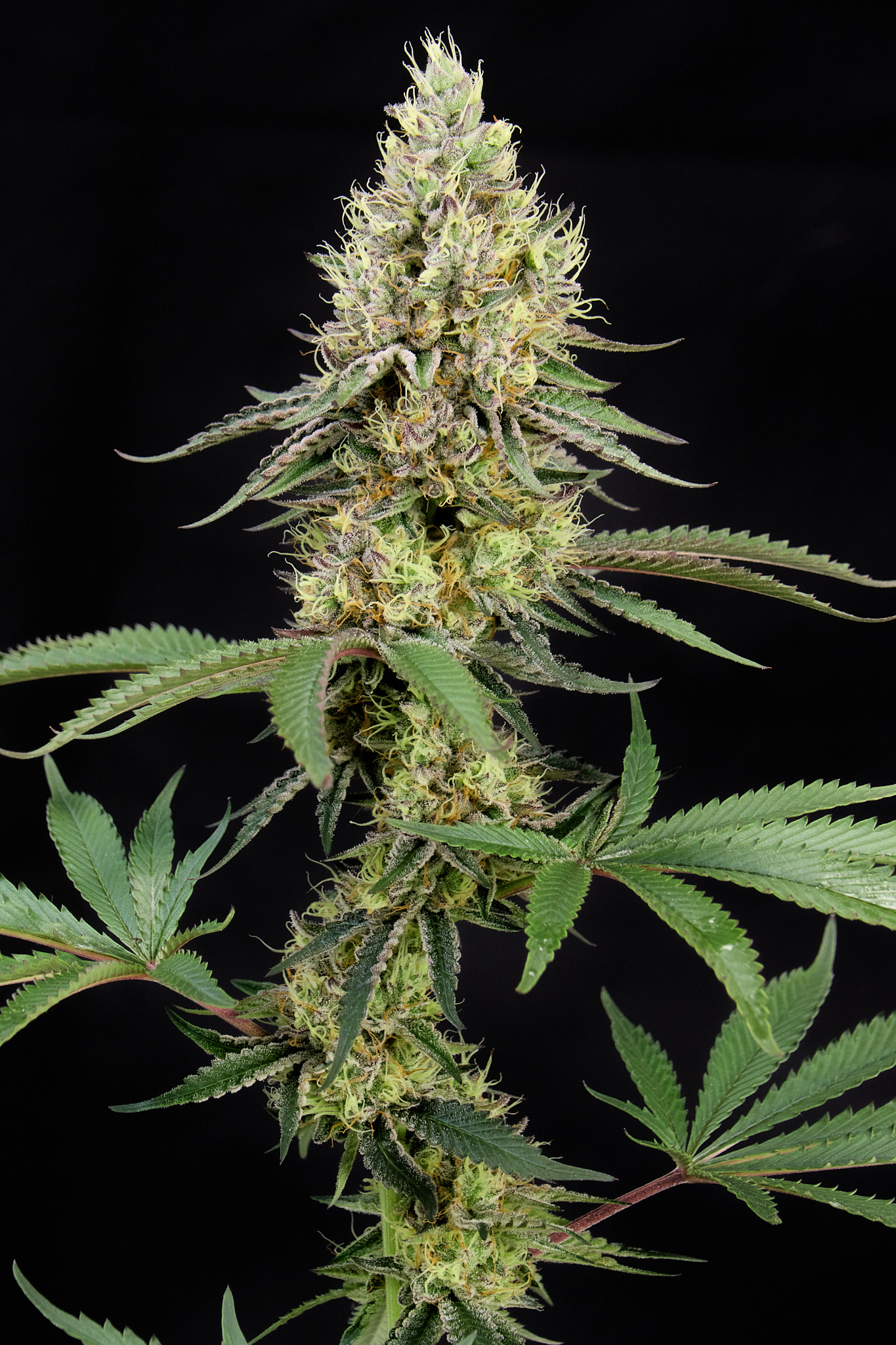 Tropicana Cherry feminizada de Alpha Seeds