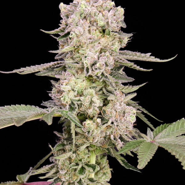 Watermelon Zkittlez feminizada de Alpha Seeds