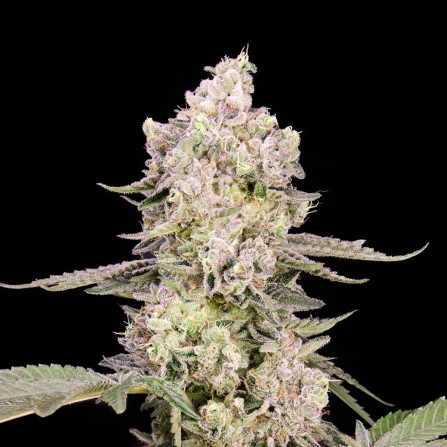 Watermelon Zkittlez feminizada de Alpha Seeds
