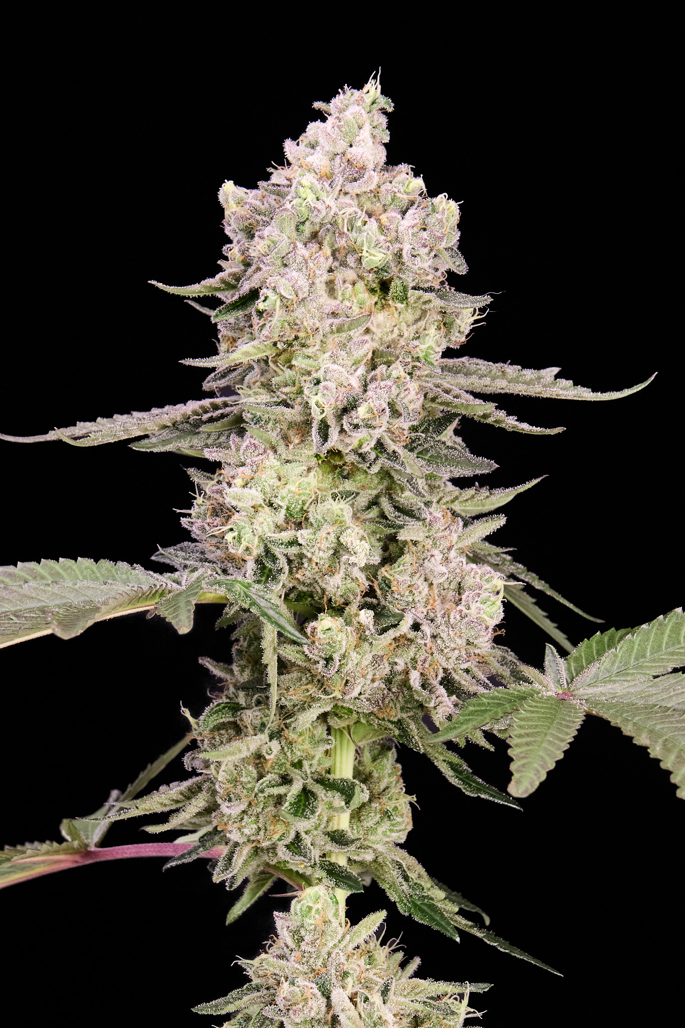 Watermelon Zkittlez feminizada de Alpha Seeds