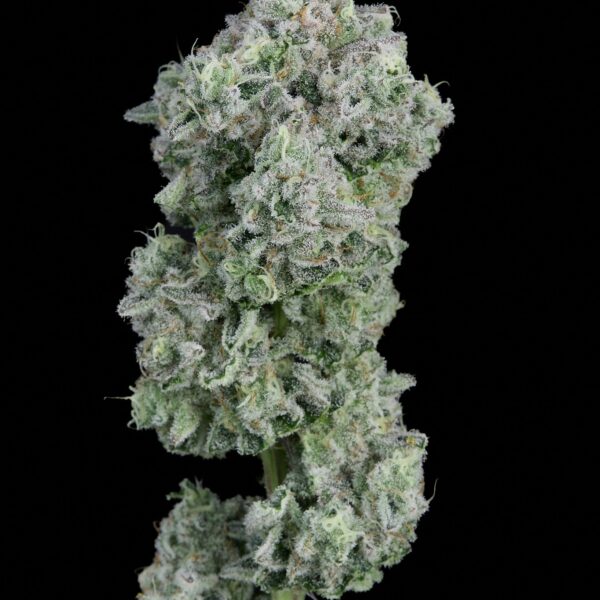 Zkittlez x Runtz feminizada de Alpha Seeds