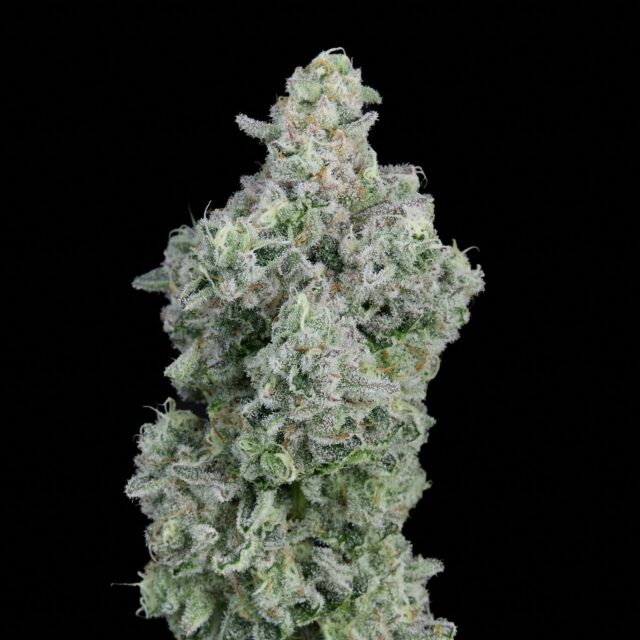 Zkittlez x Runtz feminizada de Alpha Seeds
