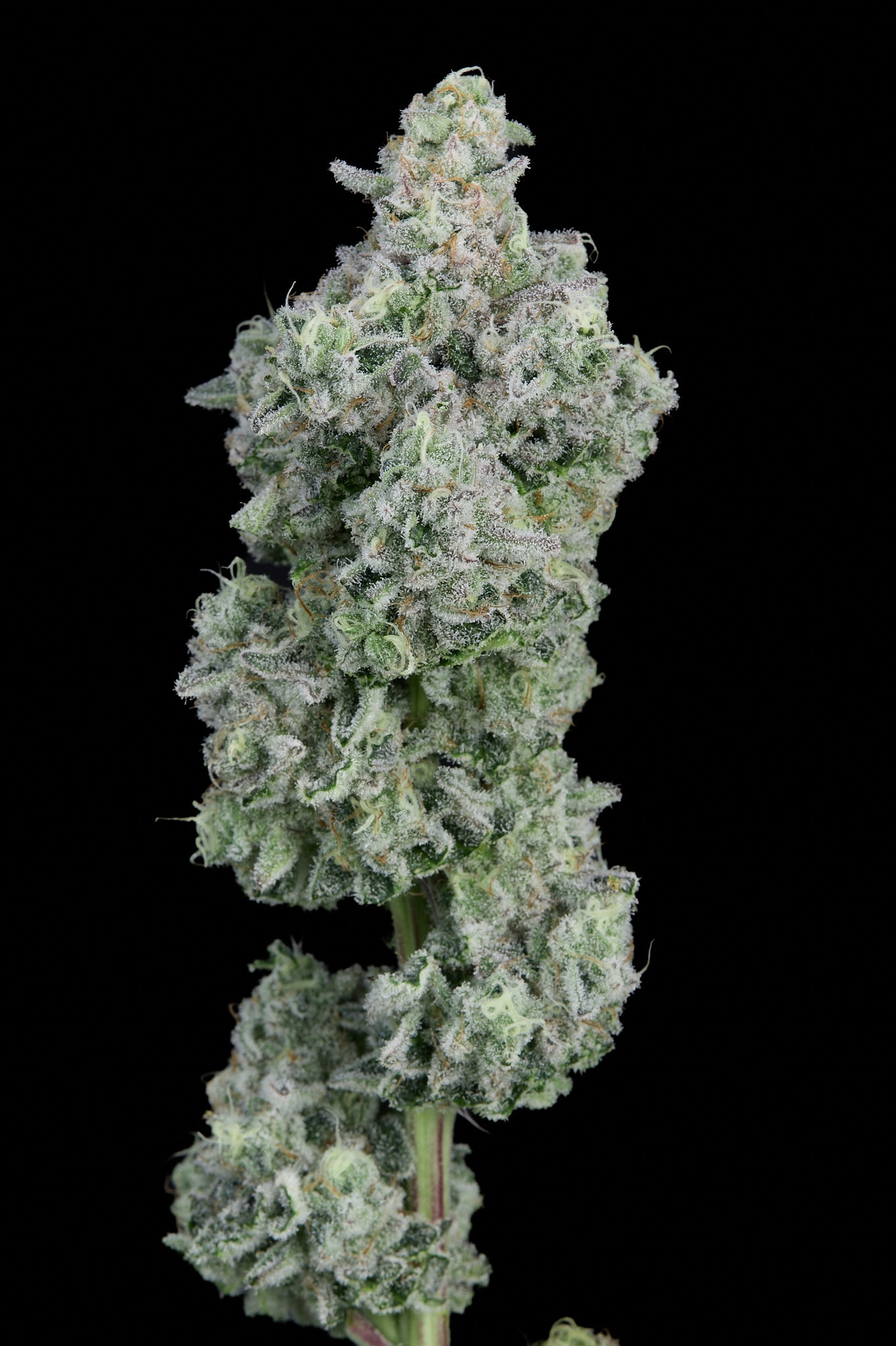 Zkittlez x Runtz feminizada de Alpha Seeds