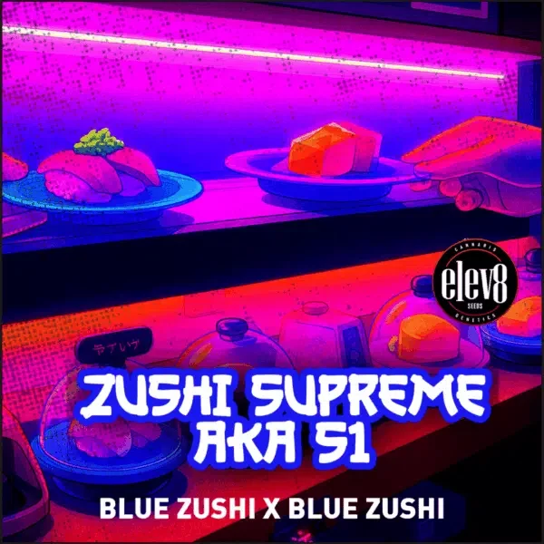 Zushi Supreme feminizada de Elev8 Seeds