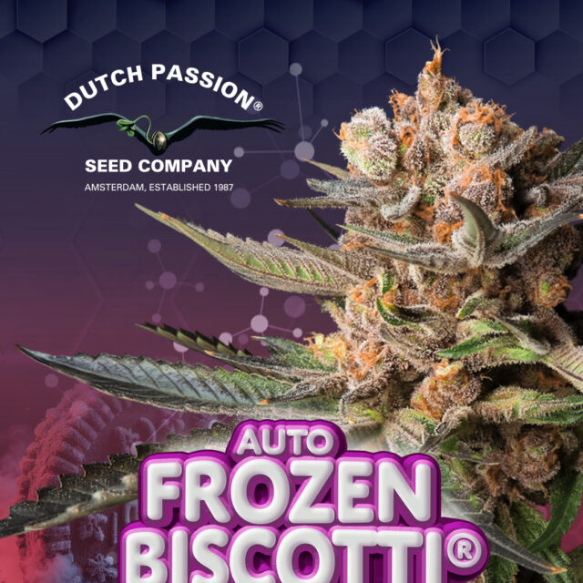 Auto Frozen Biscotti de Dutch Passion