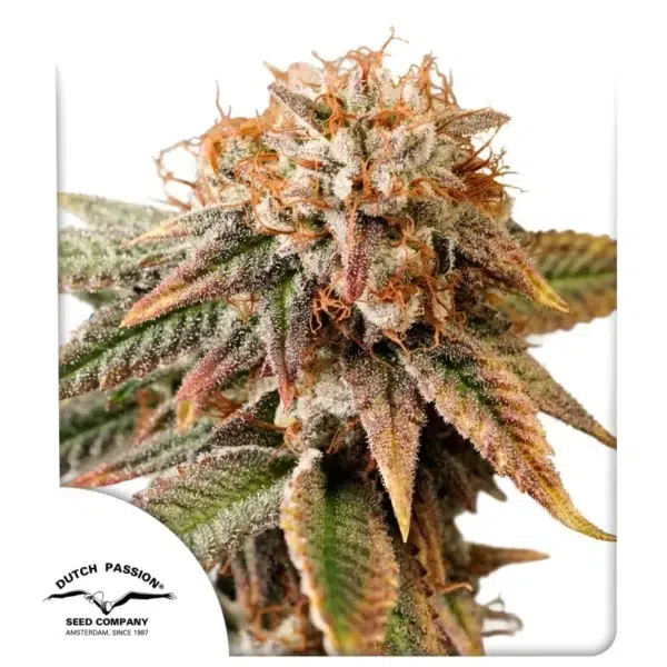 Auto Kingston Punch de Dutch Passion