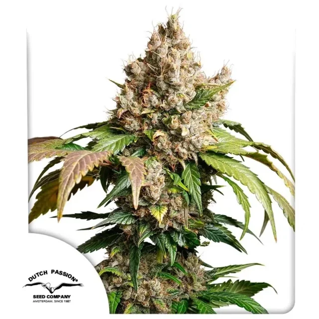 Auto Red Tropicana Cookies de Dutch Passion