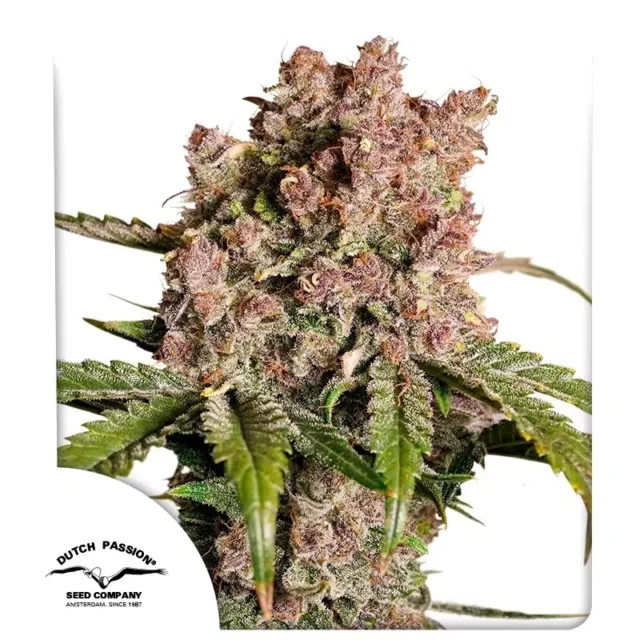 Auto Strawberry Soda de Dutch Passion