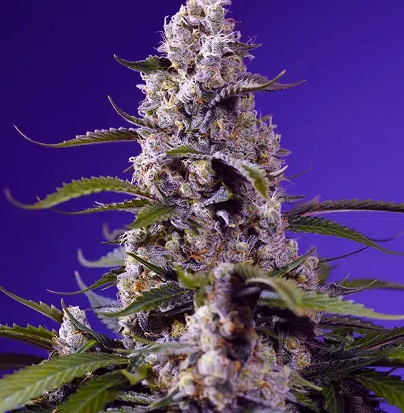 Banana Cream Cake XL Auto de Sweet Seeds