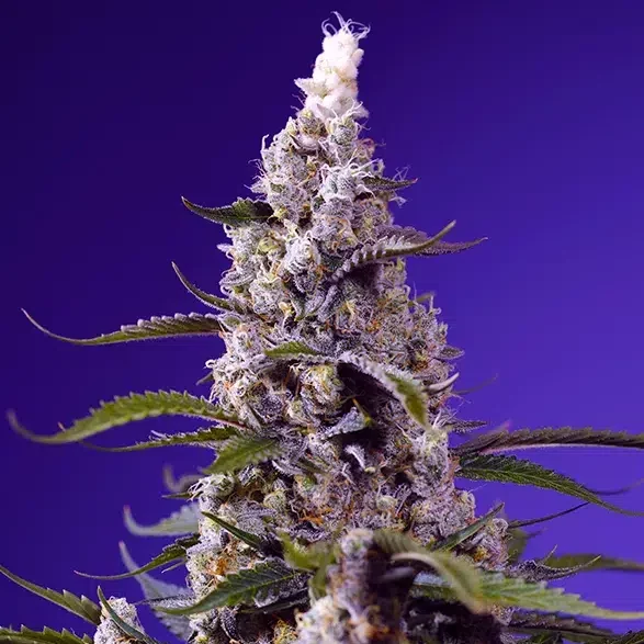 Banana Cream Cake XL Auto de Sweet Seeds