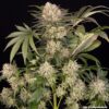 AK-47 feminizada de Barney's Farm