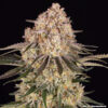 AK-47 feminizada de Barney's Farm