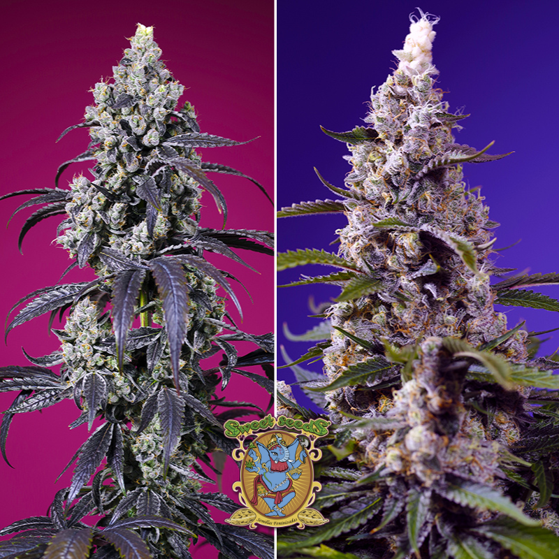 American Pie Mix feminizada de Sweet Seeds