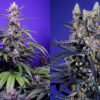Delicious & Resinous Mix feminizada de Sweet Seeds
